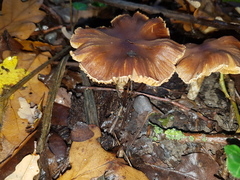 Inocybe