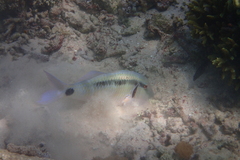 Parupeneus barberinus