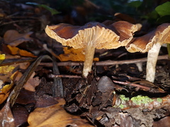 Inocybe