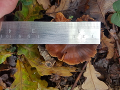 Inocybe