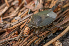 Chlorochroa pinicola