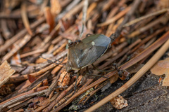 Chlorochroa pinicola