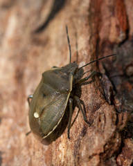 Chlorochroa pinicola
