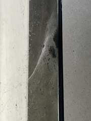 Nephilingis cruentata