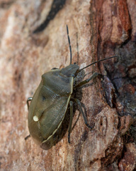 Chlorochroa pinicola