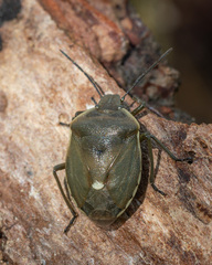 Chlorochroa pinicola