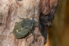 Chlorochroa pinicola
