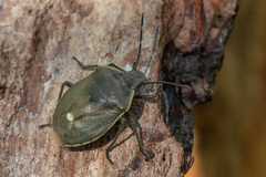 Chlorochroa pinicola