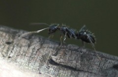 Camponotus sexguttatus