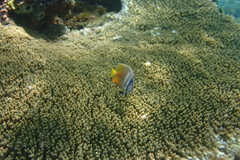 Chaetodon kleinii