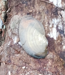 Anodontites trapesialis