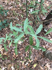 Quercus phellos