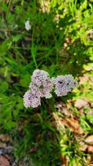 Stevia