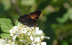 Aglais ichnusa