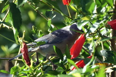 Thraupis sayaca