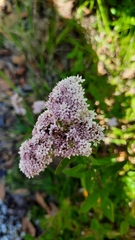 Stevia