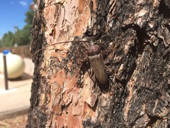 Enaphalodes hispicornis