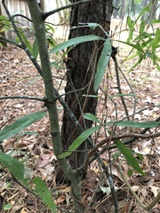 Quercus phellos