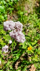 Stevia
