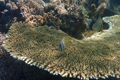 Chaetodon kleinii