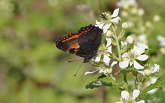 Aglais ichnusa