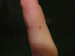 Thaumastocoris peregrinus