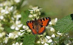 Aglais ichnusa