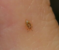 Thaumastocoris peregrinus