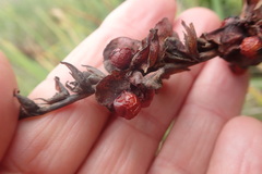 Chasmanthe aethiopica