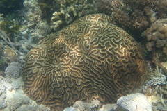 Lobophyllia