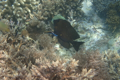 Ctenochaetus striatus