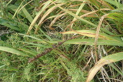 Chasmanthe aethiopica