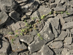 Cyclanthera mathewsii