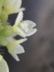 Cyclanthera mathewsii