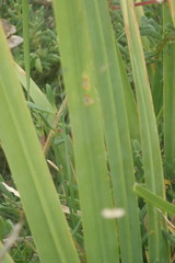 Chasmanthe aethiopica