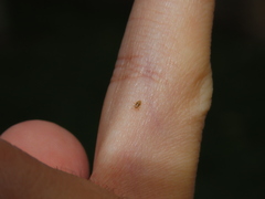 Thaumastocoris peregrinus