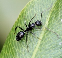 Camponotus sexguttatus