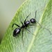 Six-spotted Carpenter Ant - Photo (c) edanko, some rights reserved (CC BY), uploaded by edanko