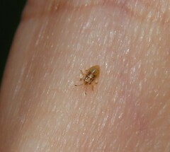 Thaumastocoris peregrinus