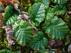 Rubus geoides