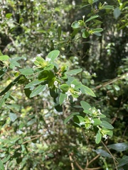 Pimelea gigandra