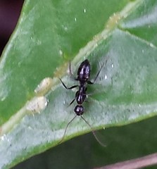 Camponotus sexguttatus