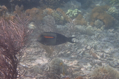 Acanthurus olivaceus