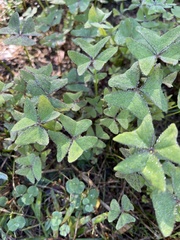Oxalis intermedia