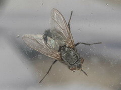 Triceratopyga calliphoroides