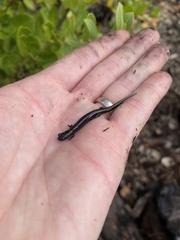 Eurycea quadridigitata