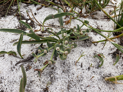 Euphorbia tuberosa