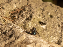 Triceratopyga calliphoroides