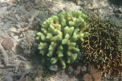 Stylophora