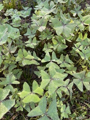 Oxalis intermedia